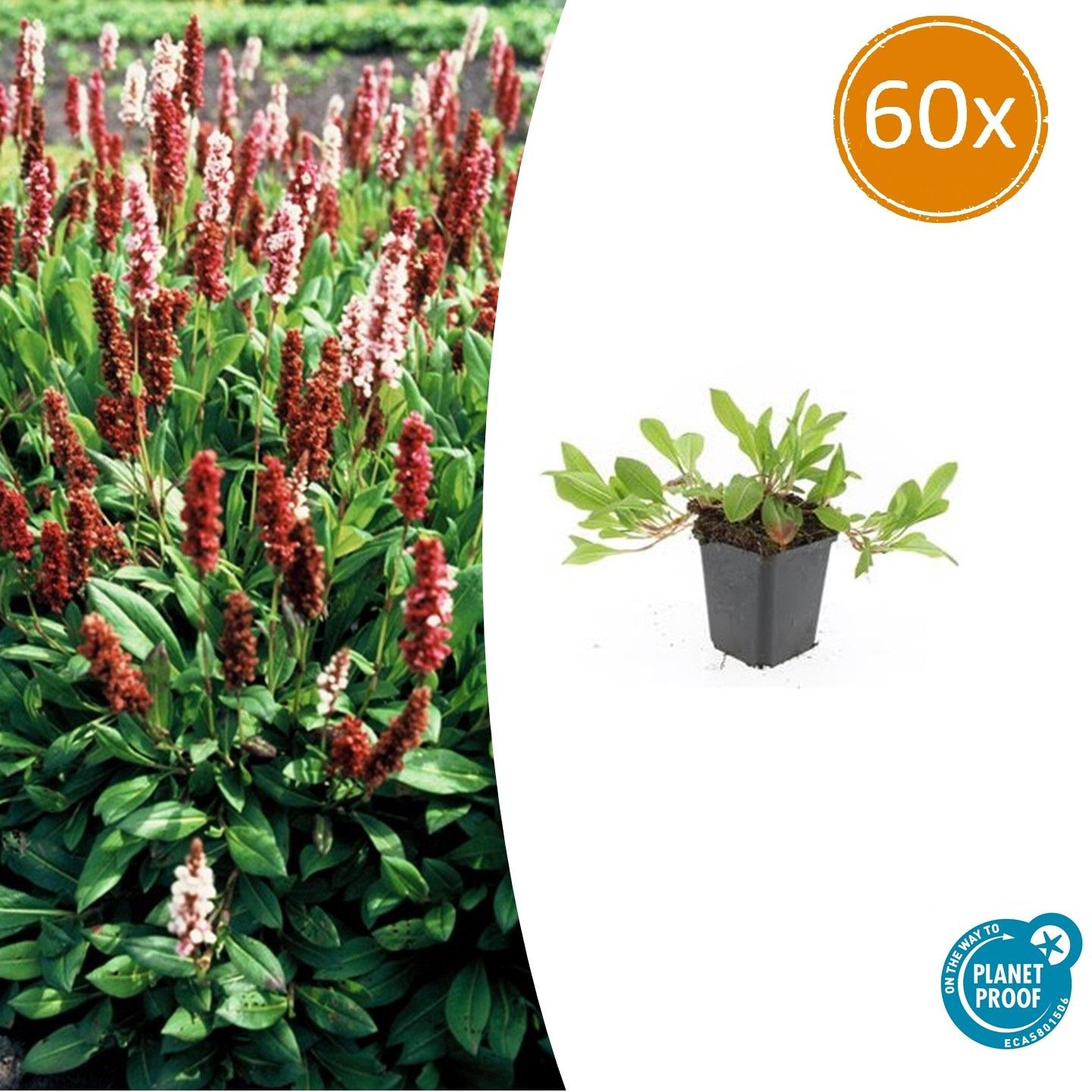 60x Persicaria aff. 'Darjeeling Red' en pot Ø9cm  Hauteur 10cm. Plante verte type 60x Persicaria aff. 'Darjeeling Red', livrée en pot, idéale pour intérieur lumineux.