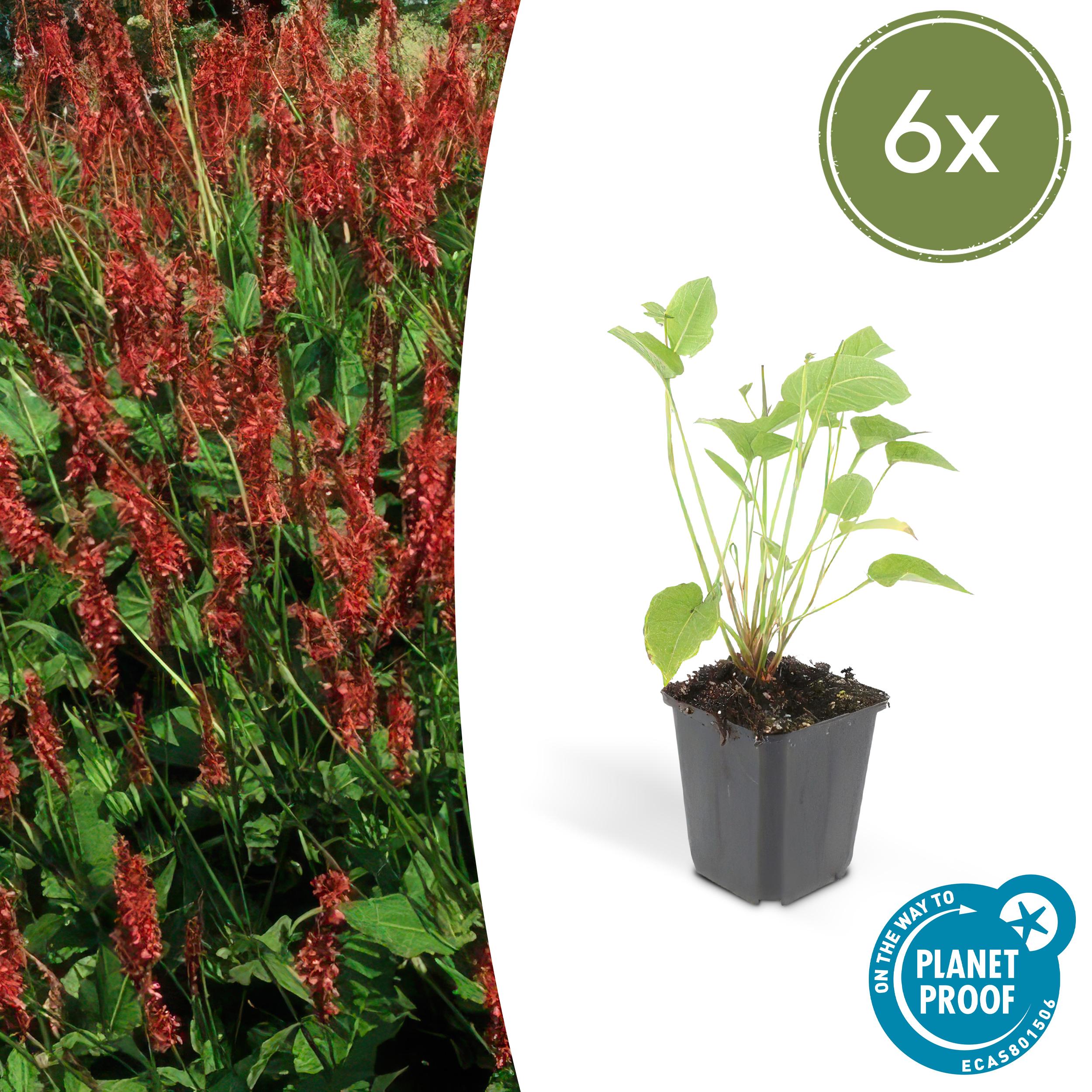 6x Persicaria amplexicaulis en pot Ø9cm  Hauteur 10cm. Plante verte type 6x Persicaria amplexicaulis, livrée en pot, idéale pour intérieur lumineux.