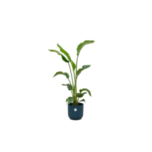 Combi deal en pot Ø22cm. Plante verte type Combi deal, livrée en pot, idéale pour intérieur lumineux.