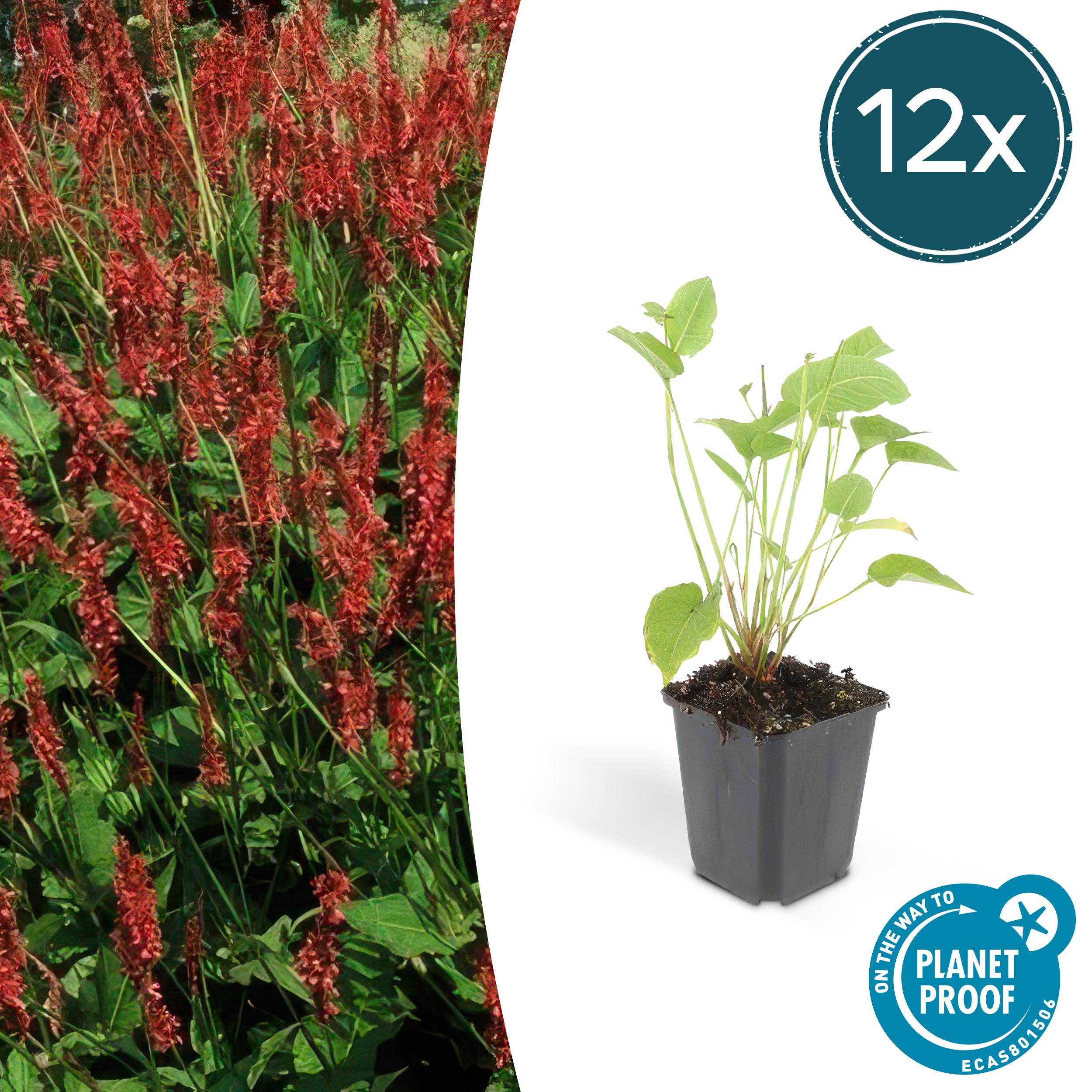 12x Persicaria amplexicaulis en pot Ø9cm  Hauteur 10cm. Plante verte type 12x Persicaria amplexicaulis, livrée en pot, idéale pour intérieur lumineux.