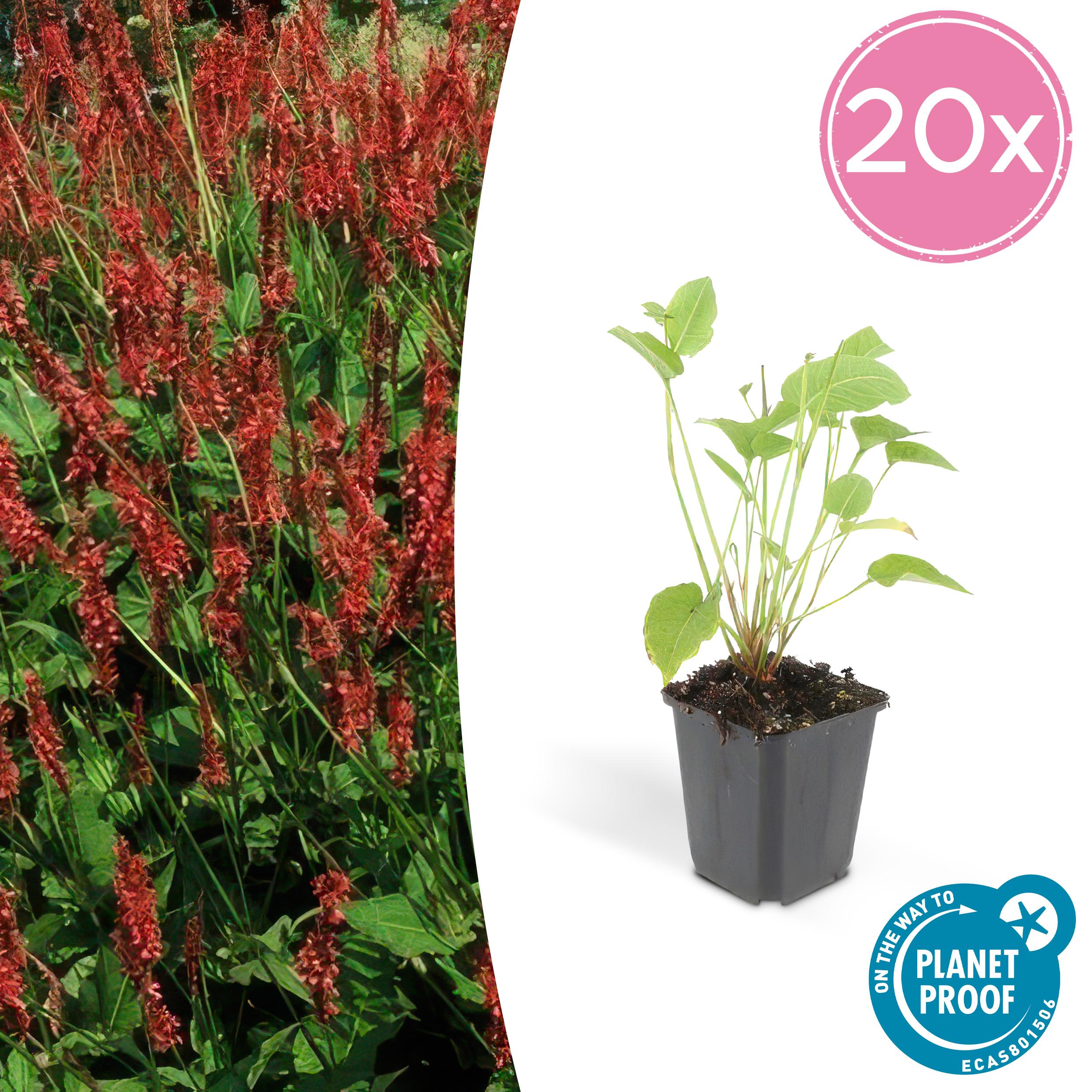 20x Persicaria amplexicaulis en pot Ø9cm  Hauteur 10cm. Plante verte type 20x Persicaria amplexicaulis, livrée en pot, idéale pour intérieur lumineux.