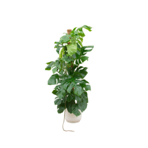 Combi deal en pot Ø30cm. Plante verte type Combi deal, livrée en pot, idéale pour intérieur lumineux.