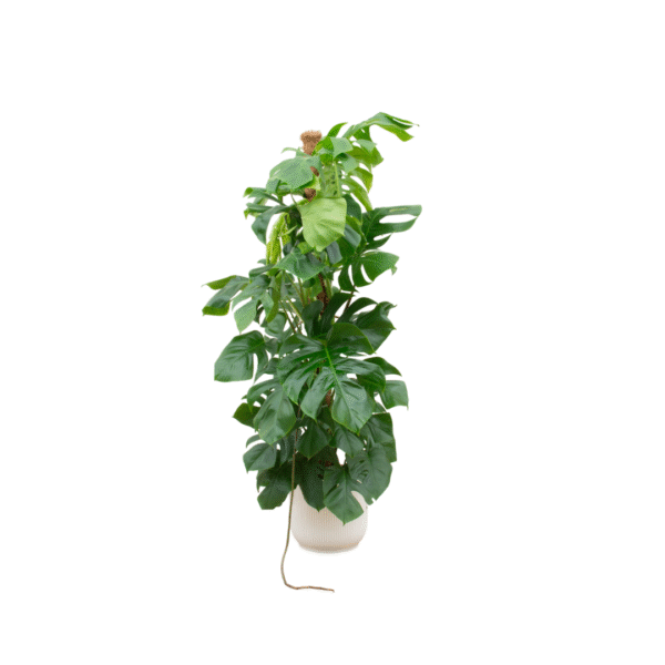Combi deal en pot Ø30cm. Plante verte type Combi deal, livrée en pot, idéale pour intérieur lumineux.