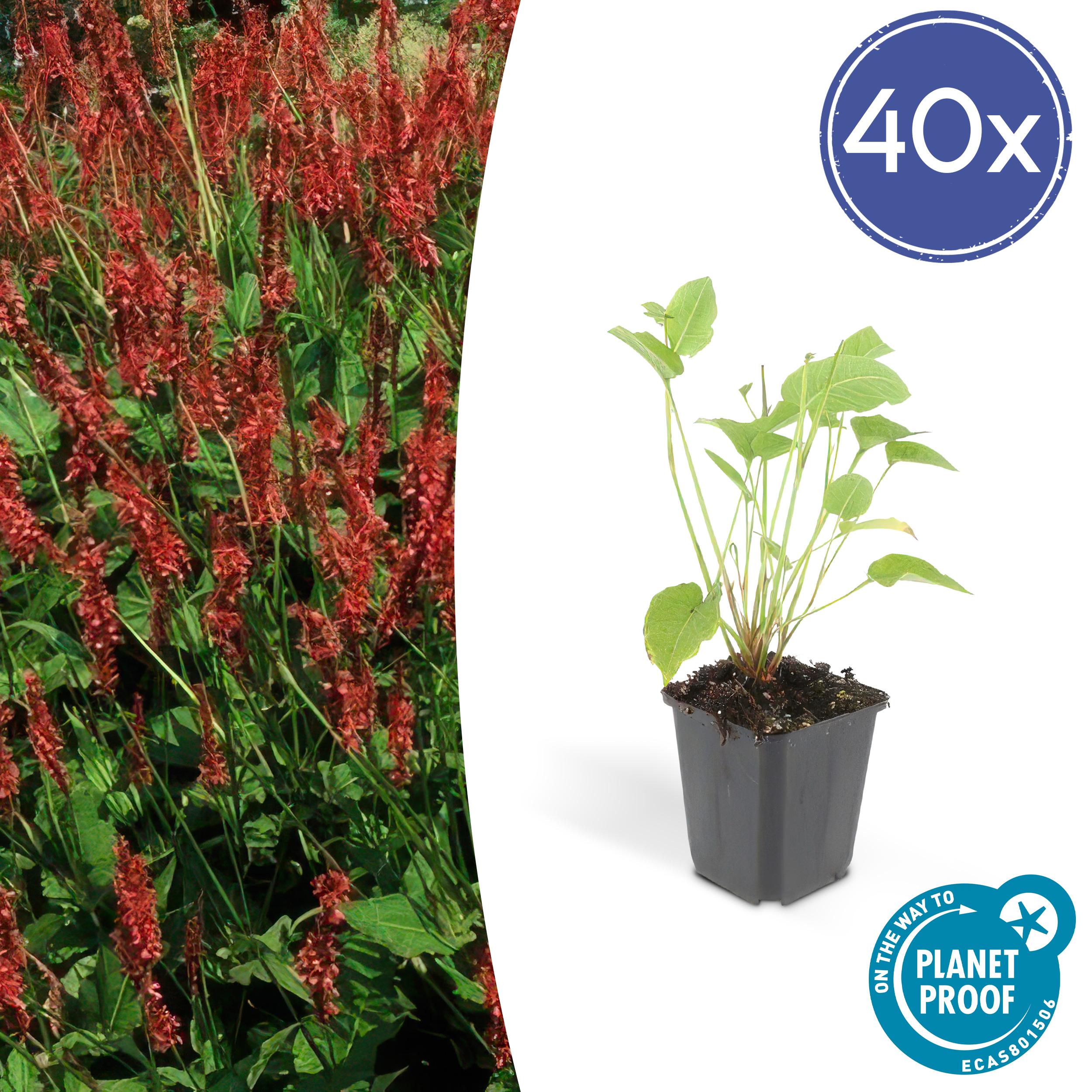 40x Persicaria amplexicaulis en pot Ø9cm  Hauteur 10cm. Plante verte type 40x Persicaria amplexicaulis, livrée en pot, idéale pour intérieur lumineux.