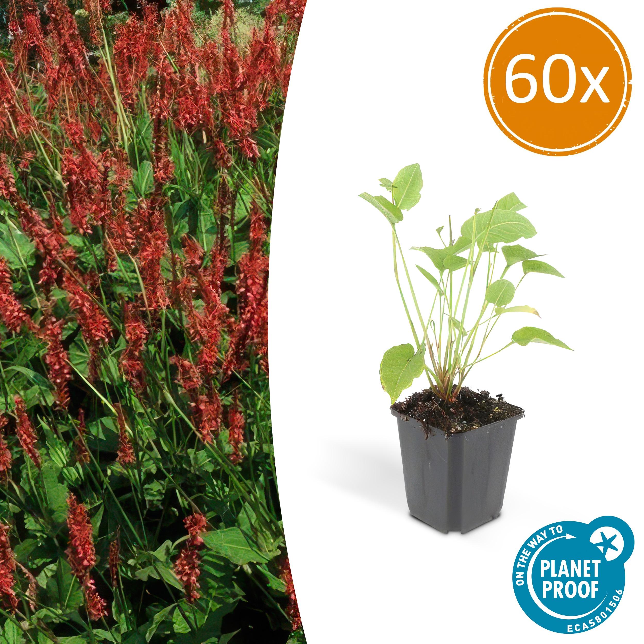 60x Persicaria amplexicaulis en pot Ø9cm  Hauteur 10cm. Plante verte type 60x Persicaria amplexicaulis, livrée en pot, idéale pour intérieur lumineux.