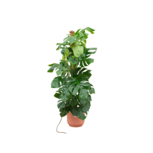 Combi deal en pot Ø30cm. Plante verte type Combi deal, livrée en pot, idéale pour intérieur lumineux.