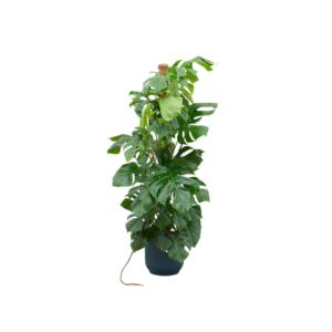 Combi deal en pot Ø30cm. Plante verte type Combi deal, livrée en pot, idéale pour intérieur lumineux.