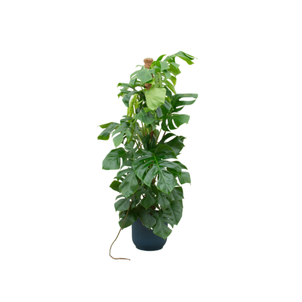 Combi deal en pot Ø30cm. Plante verte type Combi deal, livrée en pot, idéale pour intérieur lumineux.