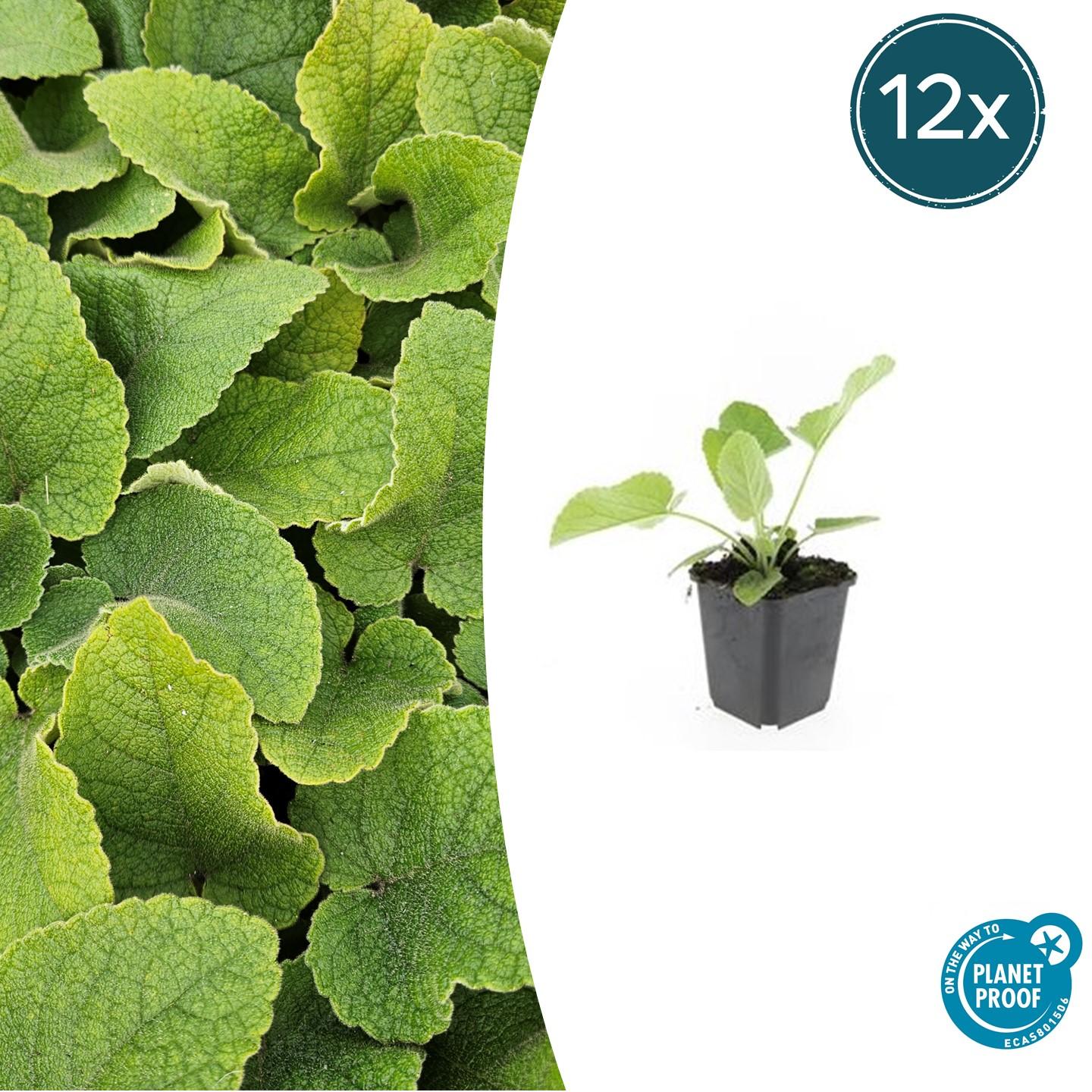 12x Phlomis russeliana en pot Ø9cm  Hauteur 10cm. Plante verte type 12x Phlomis russeliana, livrée en pot, idéale pour intérieur lumineux.
