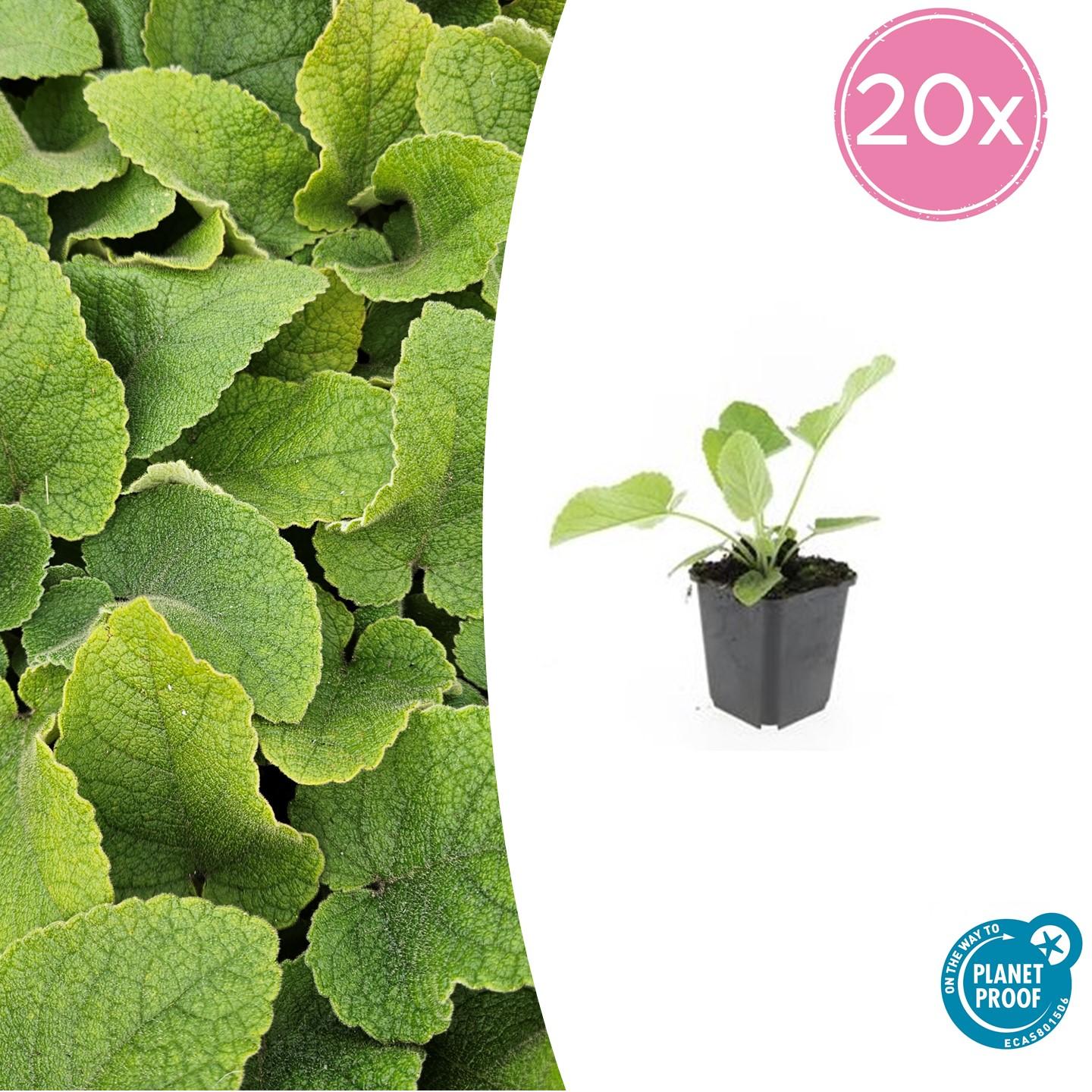 20x Phlomis russeliana en pot Ø9cm  Hauteur 10cm. Plante verte type 20x Phlomis russeliana, livrée en pot, idéale pour intérieur lumineux.