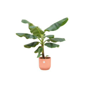Combi deal en pot Ø22cm. Plante verte type Combi deal, livrée en pot, idéale pour intérieur lumineux.