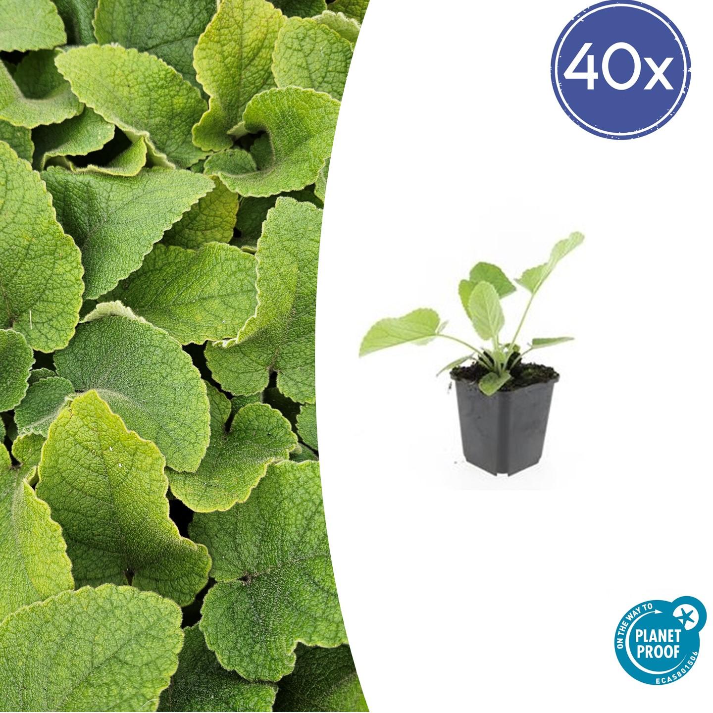 40x Phlomis russeliana en pot Ø9cm  Hauteur 10cm. Plante verte type 40x Phlomis russeliana, livrée en pot, idéale pour intérieur lumineux.