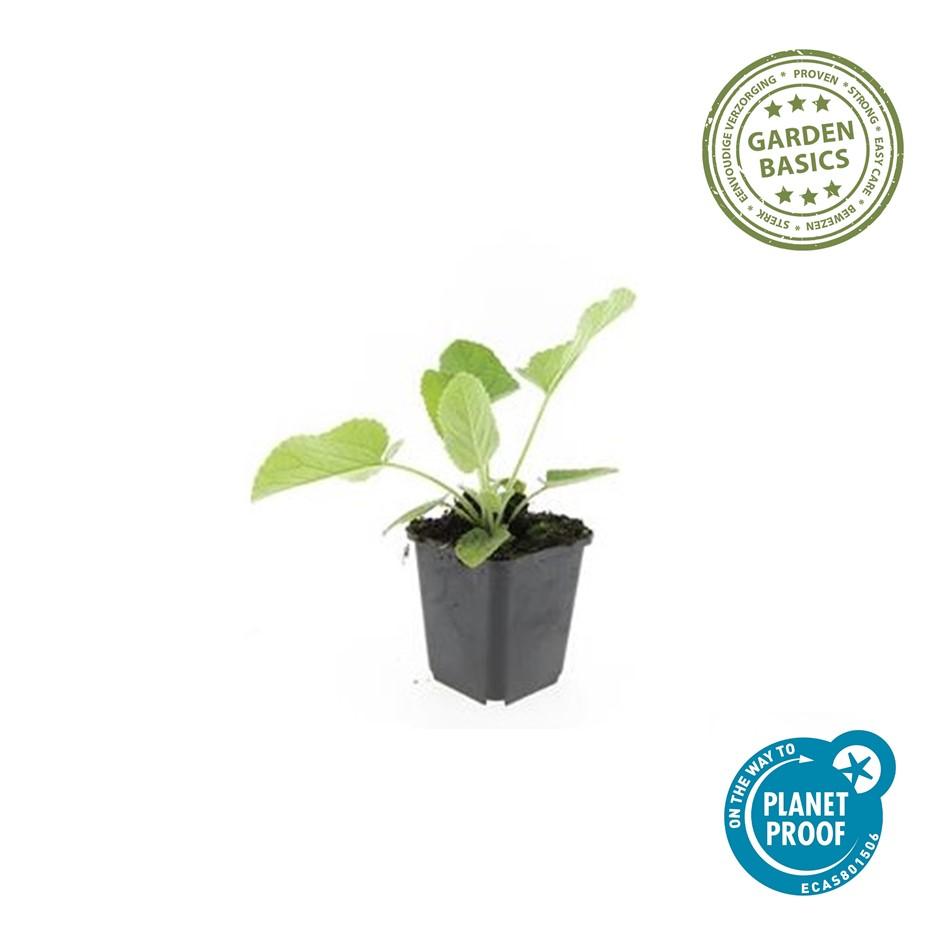 40x Phlomis russeliana en pot Ø9cm  Hauteur 10cm. Plante verte type 40x Phlomis russeliana, livrée en pot, idéale pour intérieur lumineux. – Image 2