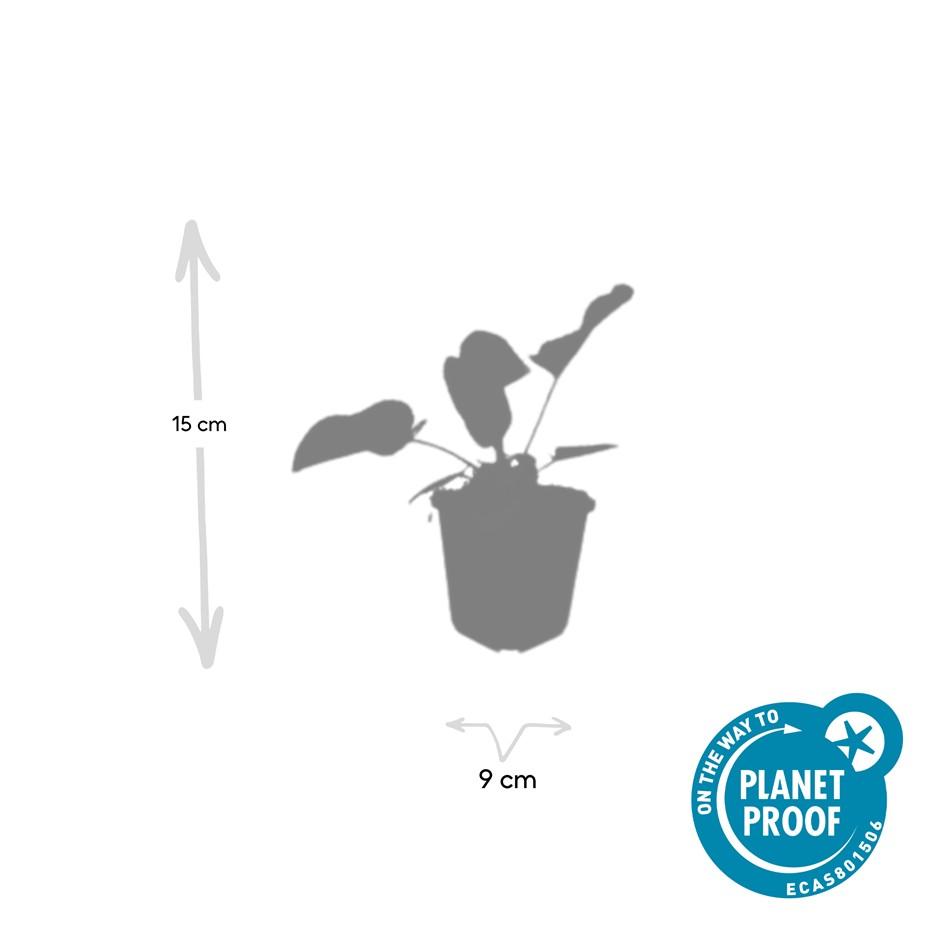 40x Phlomis russeliana en pot Ø9cm  Hauteur 10cm. Plante verte type 40x Phlomis russeliana, livrée en pot, idéale pour intérieur lumineux. – Image 3