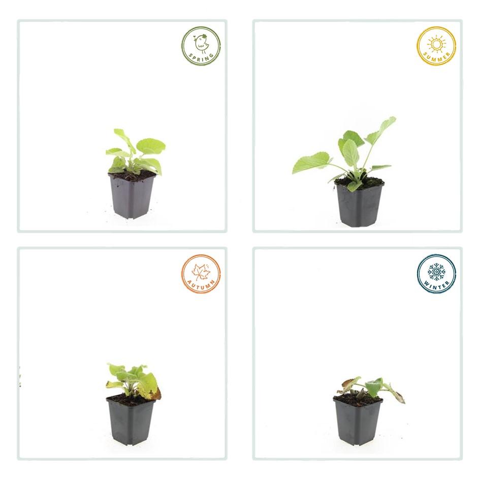 40x Phlomis russeliana en pot Ø9cm  Hauteur 10cm. Plante verte type 40x Phlomis russeliana, livrée en pot, idéale pour intérieur lumineux. – Image 4