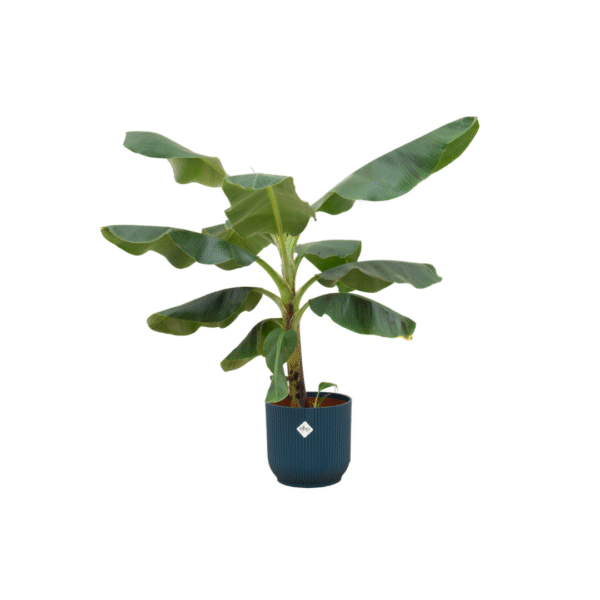 Combi deal en pot Ø22cm. Plante verte type Combi deal, livrée en pot, idéale pour intérieur lumineux.
