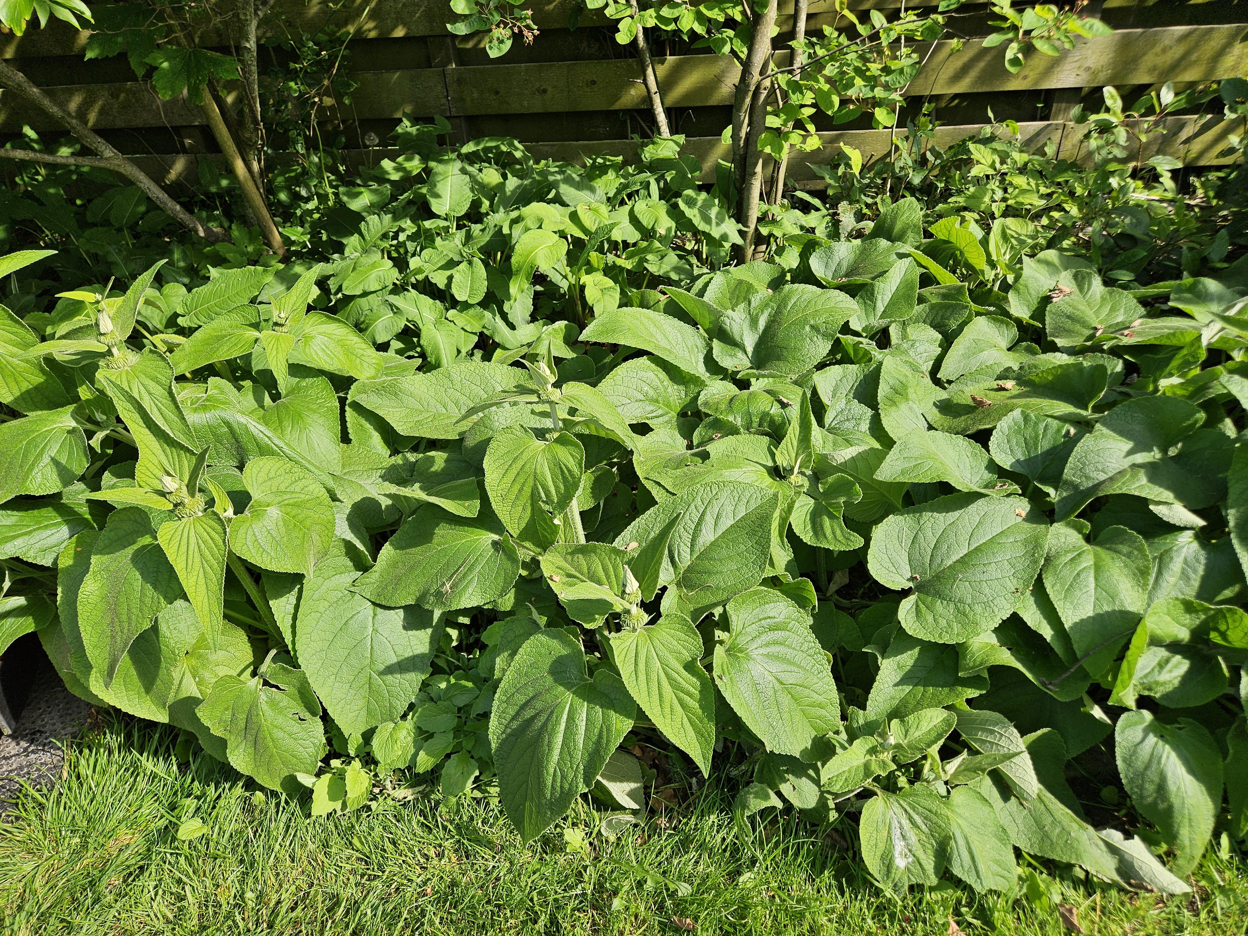 40x Phlomis russeliana en pot Ø9cm  Hauteur 10cm. Plante verte type 40x Phlomis russeliana, livrée en pot, idéale pour intérieur lumineux. – Image 5