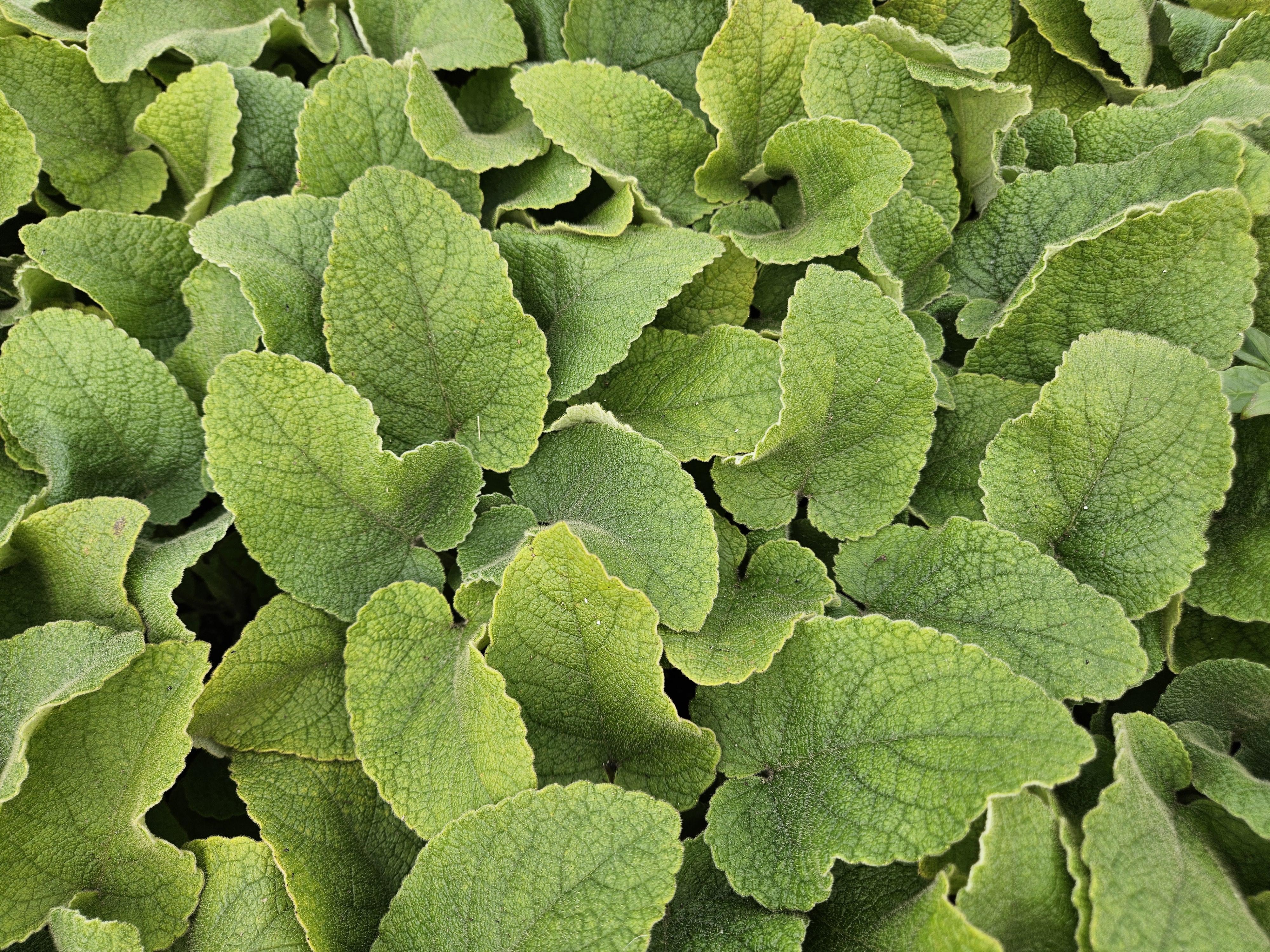 40x Phlomis russeliana en pot Ø9cm  Hauteur 10cm. Plante verte type 40x Phlomis russeliana, livrée en pot, idéale pour intérieur lumineux. – Image 6