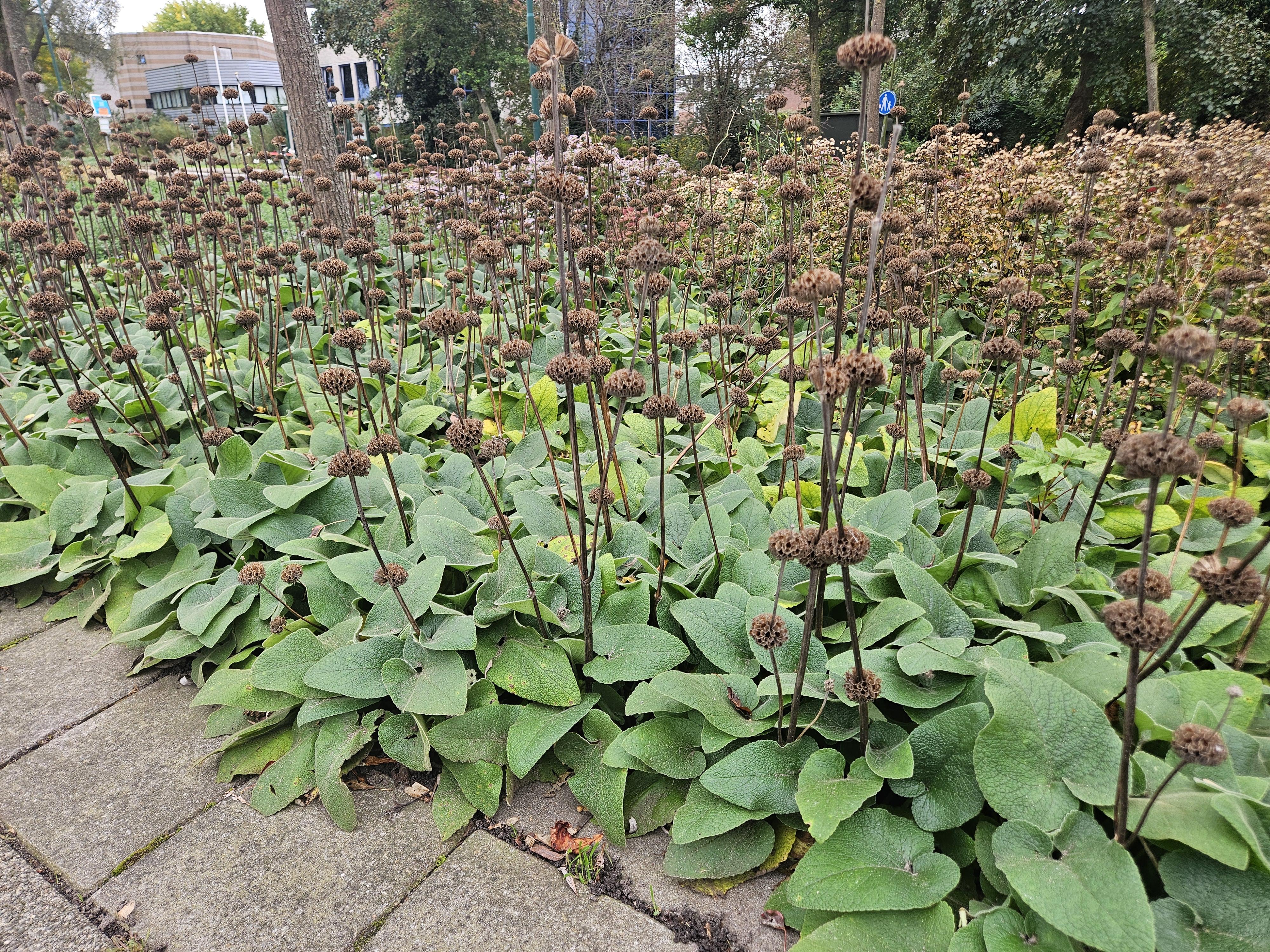 40x Phlomis russeliana en pot Ø9cm  Hauteur 10cm. Plante verte type 40x Phlomis russeliana, livrée en pot, idéale pour intérieur lumineux. – Image 7