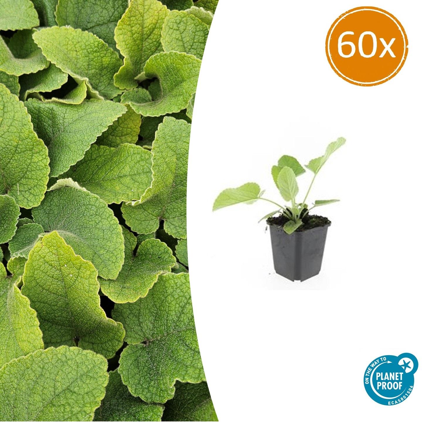 60x Phlomis russeliana en pot Ø9cm  Hauteur 10cm. Plante verte type 60x Phlomis russeliana, livrée en pot, idéale pour intérieur lumineux.