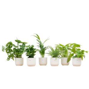 Verrassingsbox en pot Ø14cm. Plante verte type Verrassingsbox, livrée en pot, idéale pour intérieur lumineux.
