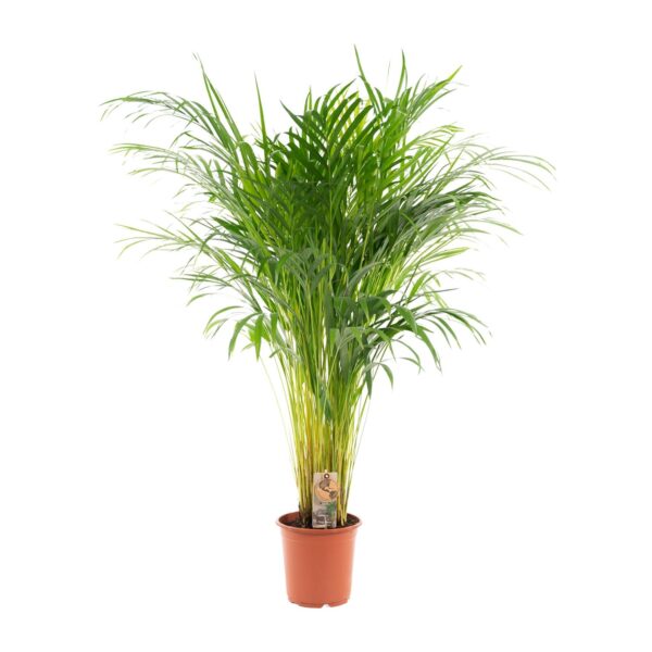 Areca palm en pot Ø21cm  Hauteur 110cm. Plante verte type Areca palm, livrée en pot, idéale pour intérieur lumineux. – Image 9