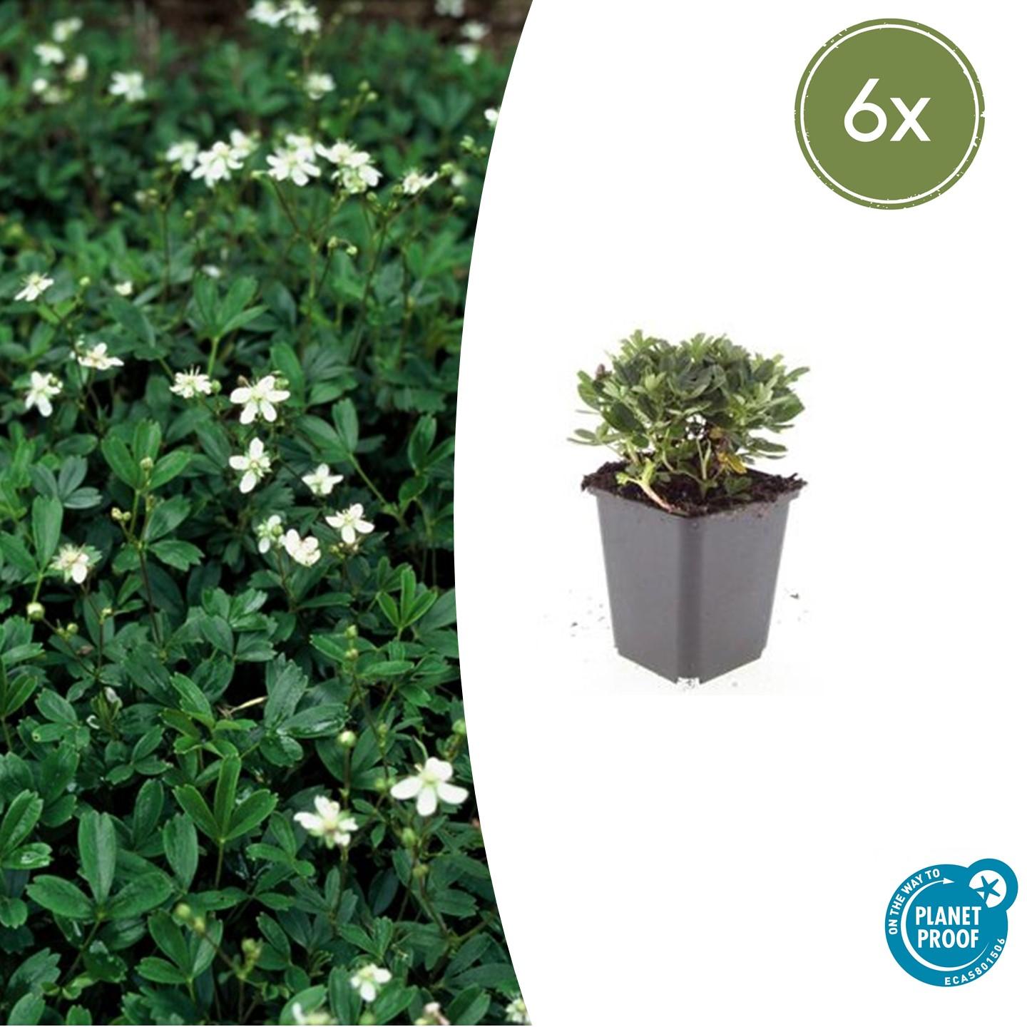 6x Potentilla tridentata 'Nuuk' en pot Ø9cm  Hauteur 10cm. Plante verte type 6x Potentilla tridentata 'Nuuk', livrée en pot, idéale pour intérieur lumineux.