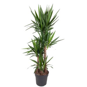 Yucca Elephantipe en pot Ø34cm. Plante verte type Yucca Elephantipe, livrée en pot, idéale pour intérieur lumineux.