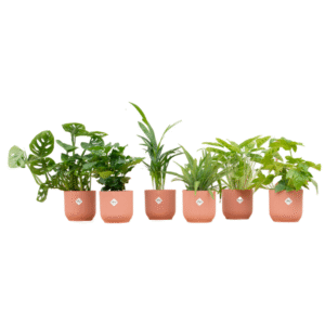 Verrassingsbox en pot Ø14cm. Plante verte type Verrassingsbox, livrée en pot, idéale pour intérieur lumineux.