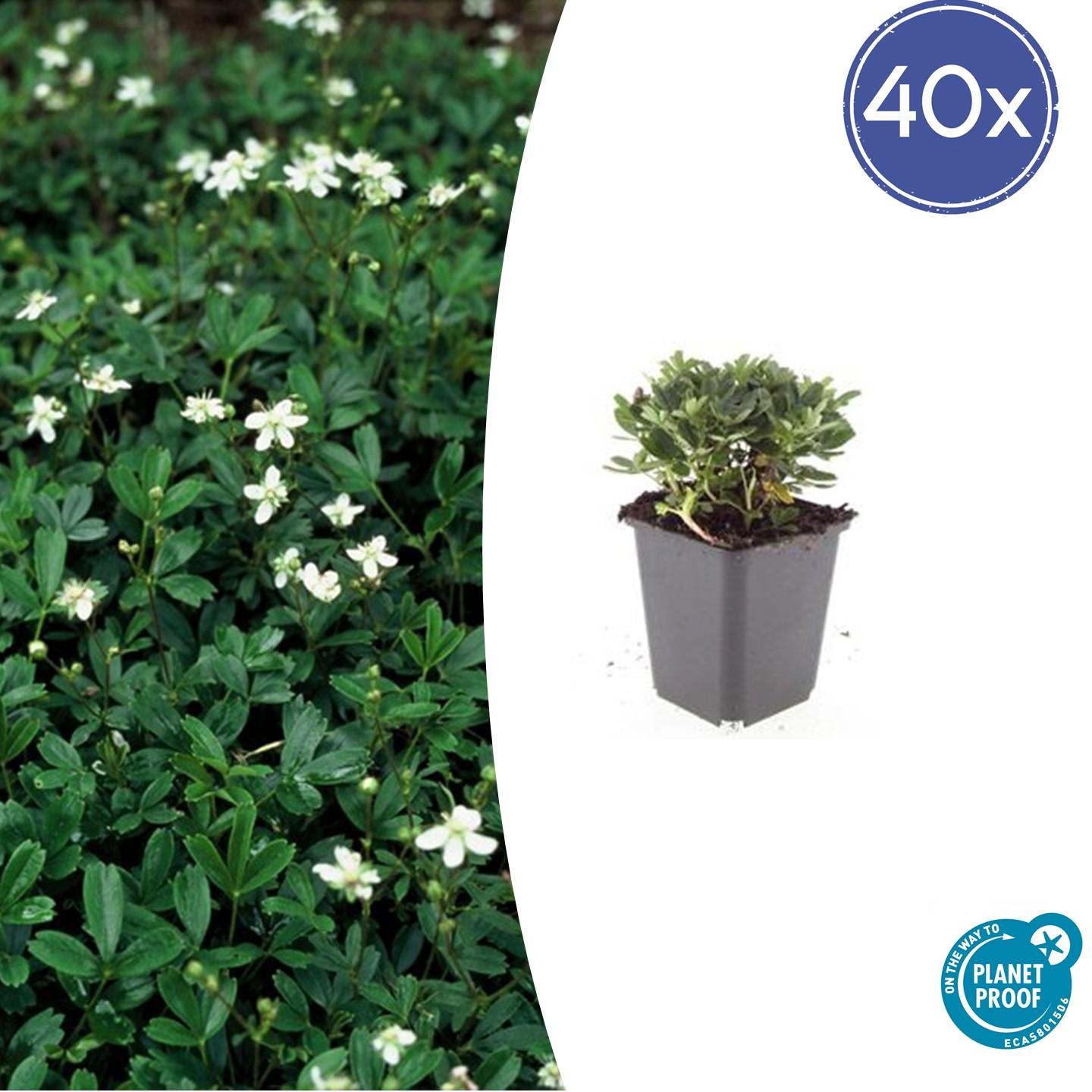 40x Potentilla tridentata 'Nuuk' en pot Ø9cm  Hauteur 10cm. Plante verte type 40x Potentilla tridentata 'Nuuk', livrée en pot, idéale pour intérieur lumineux.