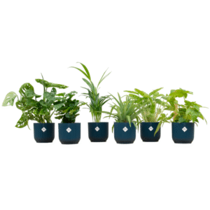 Verrassingsbox en pot Ø14cm. Plante verte type Verrassingsbox, livrée en pot, idéale pour intérieur lumineux.