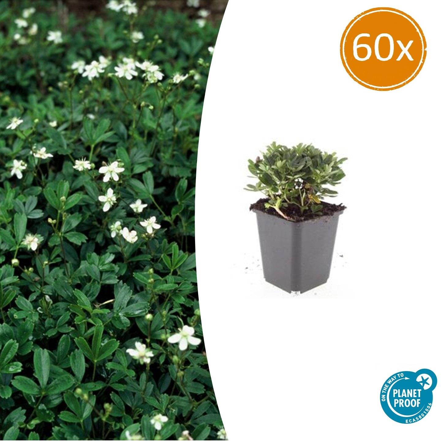 60x Potentilla tridentata 'Nuuk' en pot Ø9cm  Hauteur 10cm. Plante verte type 60x Potentilla tridentata 'Nuuk', livrée en pot, idéale pour intérieur lumineux.