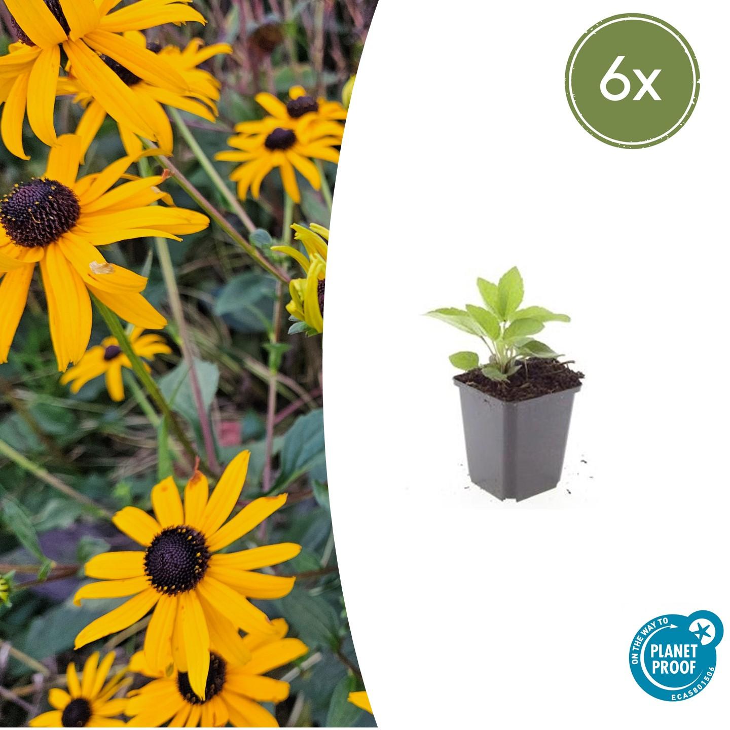 6x Rudbeckia fulgida 'Goldsturm' en pot Ø9cm  Hauteur 10cm. Plante verte type 6x Rudbeckia fulgida 'Goldsturm', livrée en pot, idéale pour intérieur lumineux.