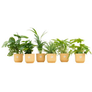 Verrassingsbox en pot Ø14cm. Plante verte type Verrassingsbox, livrée en pot, idéale pour intérieur lumineux.