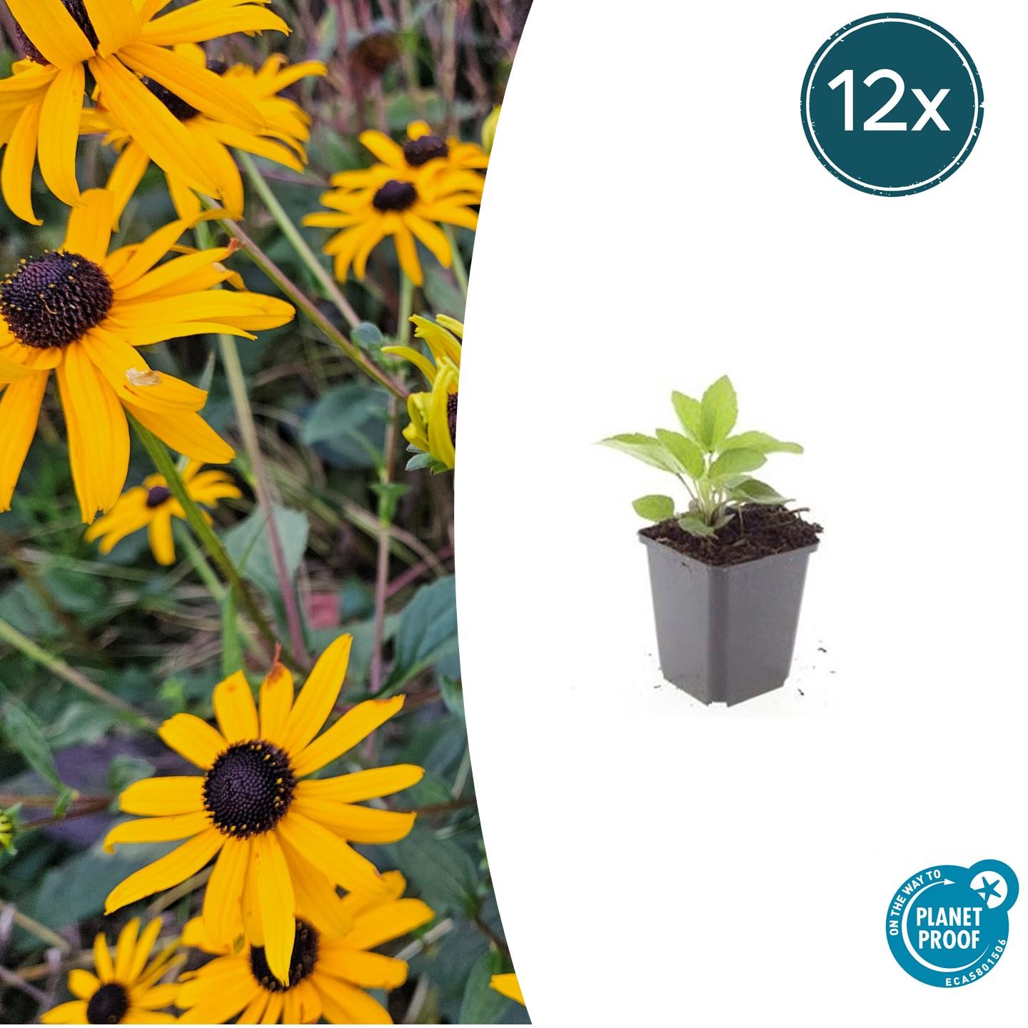 12x Rudbeckia fulgida 'Goldsturm' en pot Ø9cm  Hauteur 10cm. Plante verte type 12x Rudbeckia fulgida 'Goldsturm', livrée en pot, idéale pour intérieur lumineux.