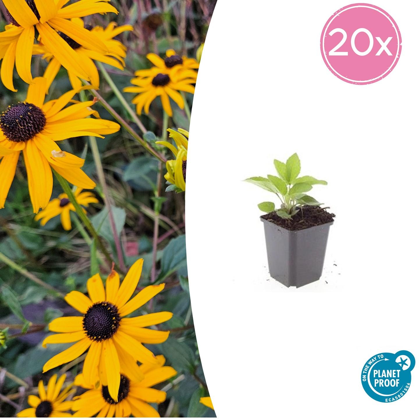 20x Rudbeckia fulgida 'Goldsturm' en pot Ø9cm  Hauteur 10cm. Plante verte type 20x Rudbeckia fulgida 'Goldsturm', livrée en pot, idéale pour intérieur lumineux.