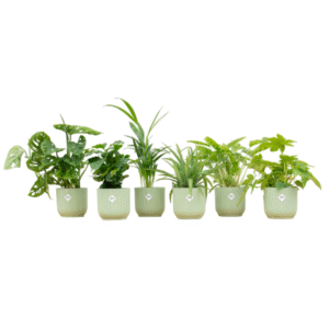 Verrassingsbox en pot Ø14cm. Plante verte type Verrassingsbox, livrée en pot, idéale pour intérieur lumineux.