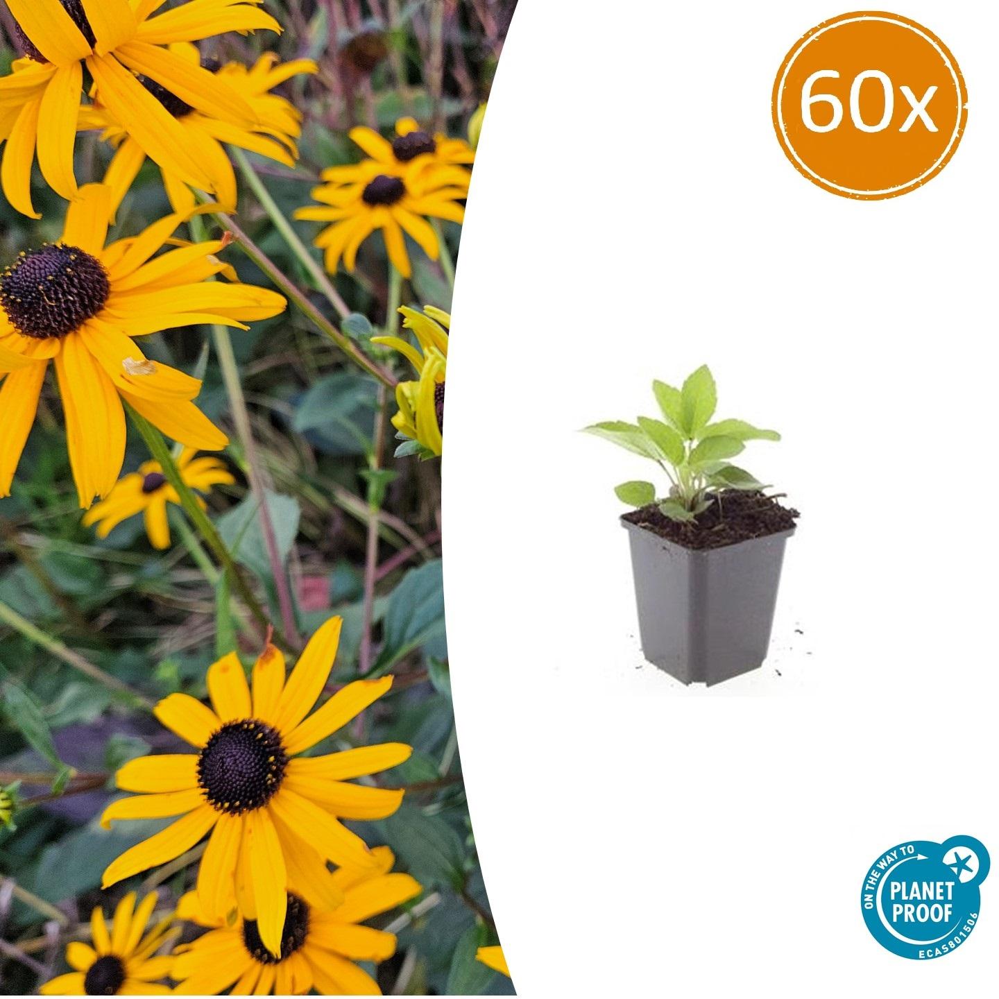 60x Rudbeckia fulgida 'Goldsturm' en pot Ø9cm  Hauteur 10cm. Plante verte type 60x Rudbeckia fulgida 'Goldsturm', livrée en pot, idéale pour intérieur lumineux.
