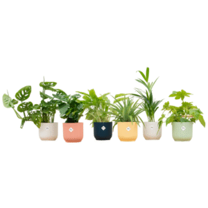 Verrassingsbox en pot Ø14cm. Plante verte type Verrassingsbox, livrée en pot, idéale pour intérieur lumineux.