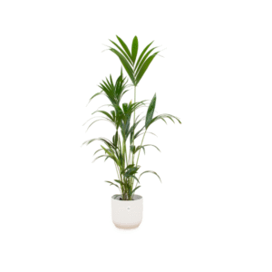 Combi deal en pot Ø30cm. Plante verte type Combi deal, livrée en pot, idéale pour intérieur lumineux.