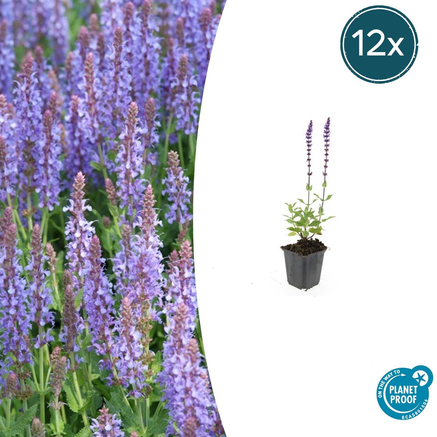 12x Salvia nem. 'Caradonna' en pot Ø9cm  Hauteur 10cm. Plante verte type 12x Salvia nem. 'Caradonna', livrée en pot, idéale pour intérieur lumineux.