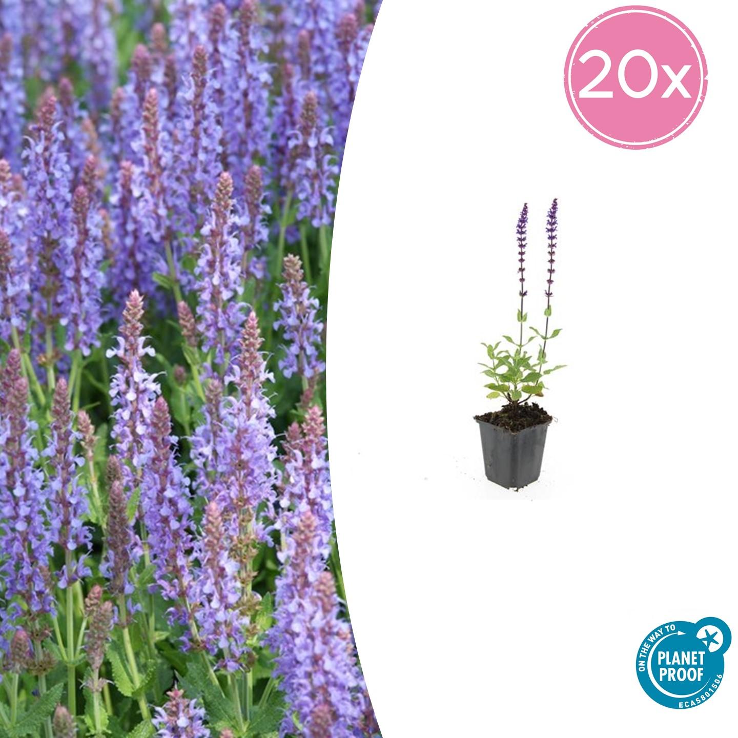20x Salvia nem. 'Caradonna' en pot Ø9cm  Hauteur 10cm. Plante verte type 20x Salvia nem. 'Caradonna', livrée en pot, idéale pour intérieur lumineux.