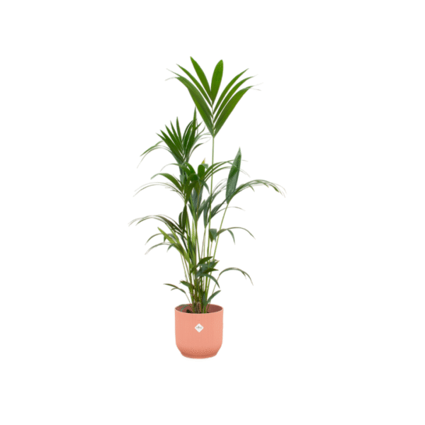 Combi deal en pot Ø30cm. Plante verte type Combi deal, livrée en pot, idéale pour intérieur lumineux.