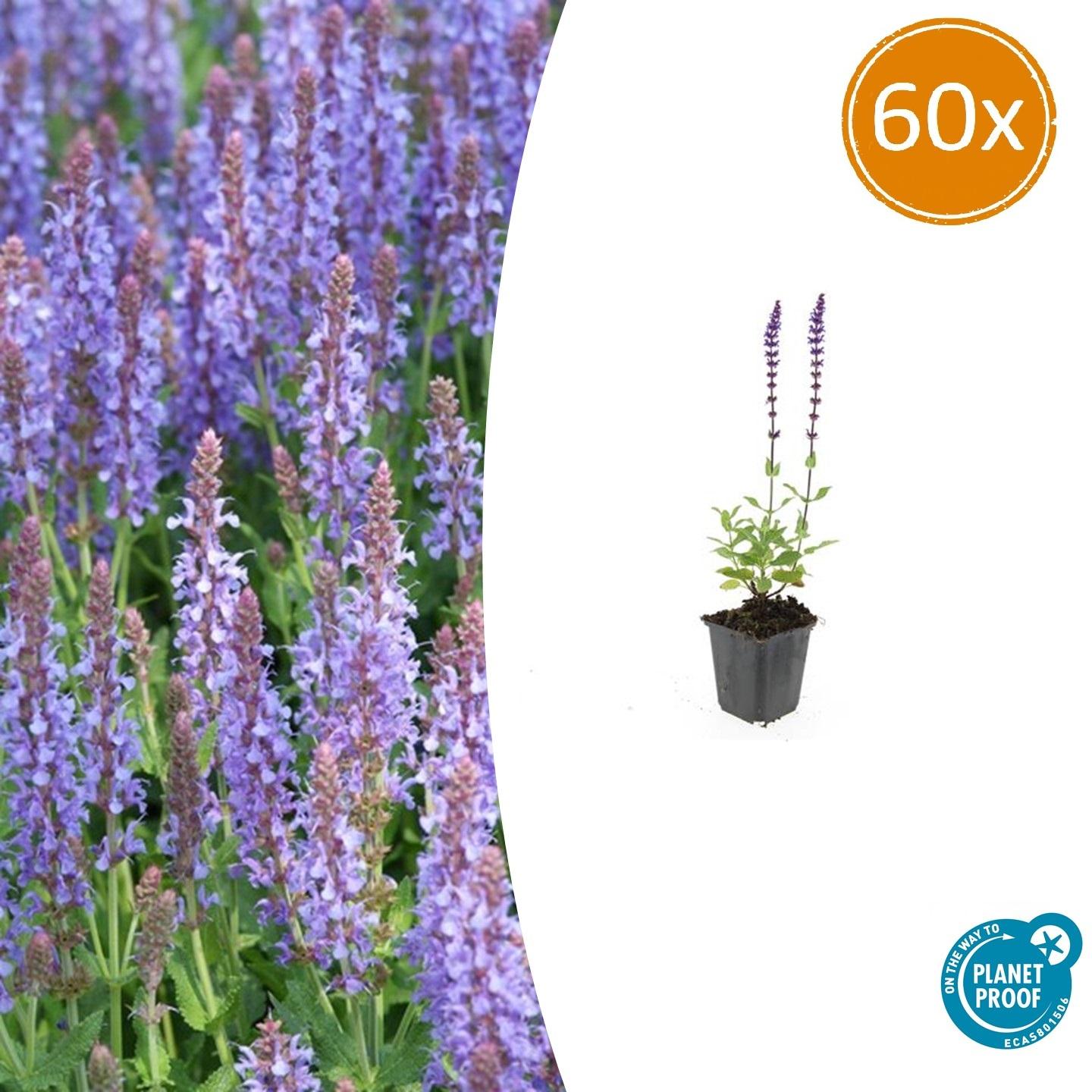 60x Salvia nem. 'Caradonna' en pot Ø9cm  Hauteur 10cm. Plante verte type 60x Salvia nem. 'Caradonna', livrée en pot, idéale pour intérieur lumineux.