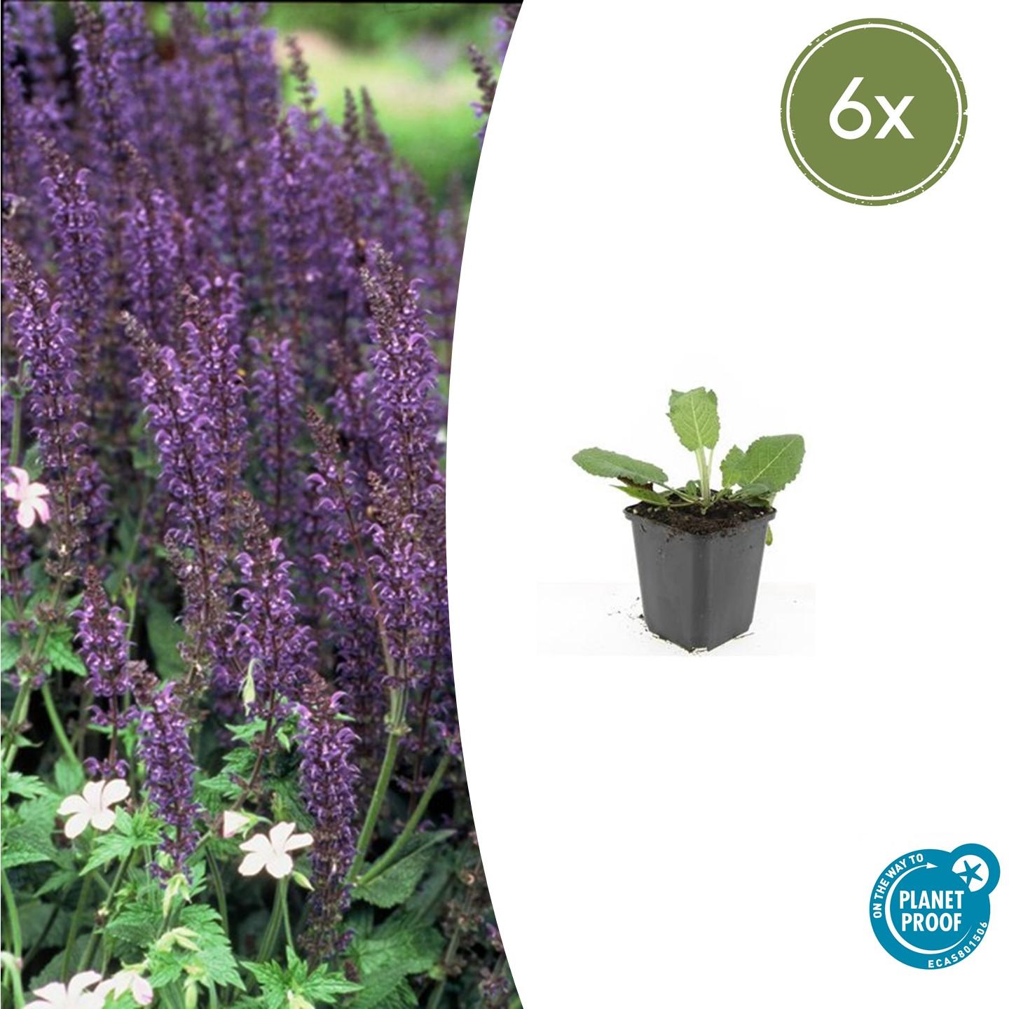 6x Salvia nem. 'Mainacht' en pot Ø9cm  Hauteur 10cm. Plante verte type 6x Salvia nem. 'Mainacht', livrée en pot, idéale pour intérieur lumineux.