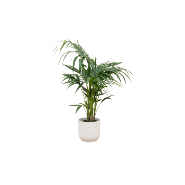 Combi deal en pot Ø25cm. Plante verte type Combi deal, livrée en pot, idéale pour intérieur lumineux.