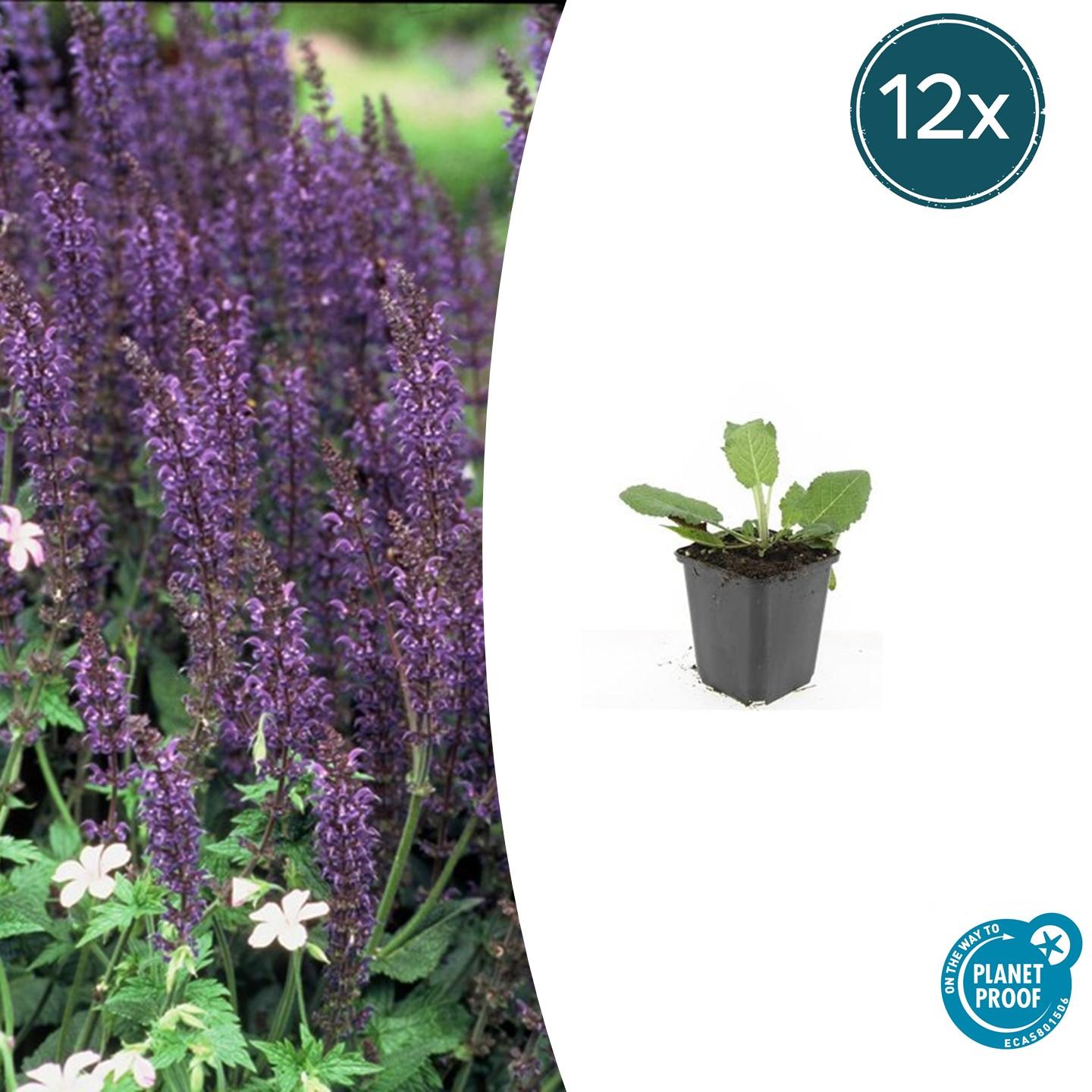 12x Salvia nem. 'Mainacht' en pot Ø9cm  Hauteur 10cm. Plante verte type 12x Salvia nem. 'Mainacht', livrée en pot, idéale pour intérieur lumineux.