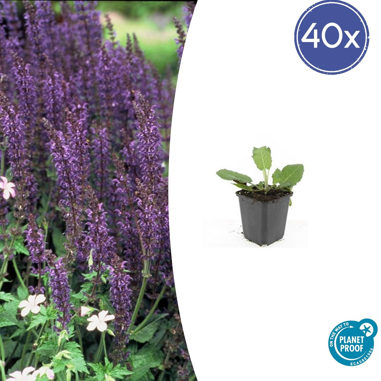 40x Salvia nem. 'Mainacht' en pot Ø9cm  Hauteur 10cm. Plante verte type 40x Salvia nem. 'Mainacht', livrée en pot, idéale pour intérieur lumineux.