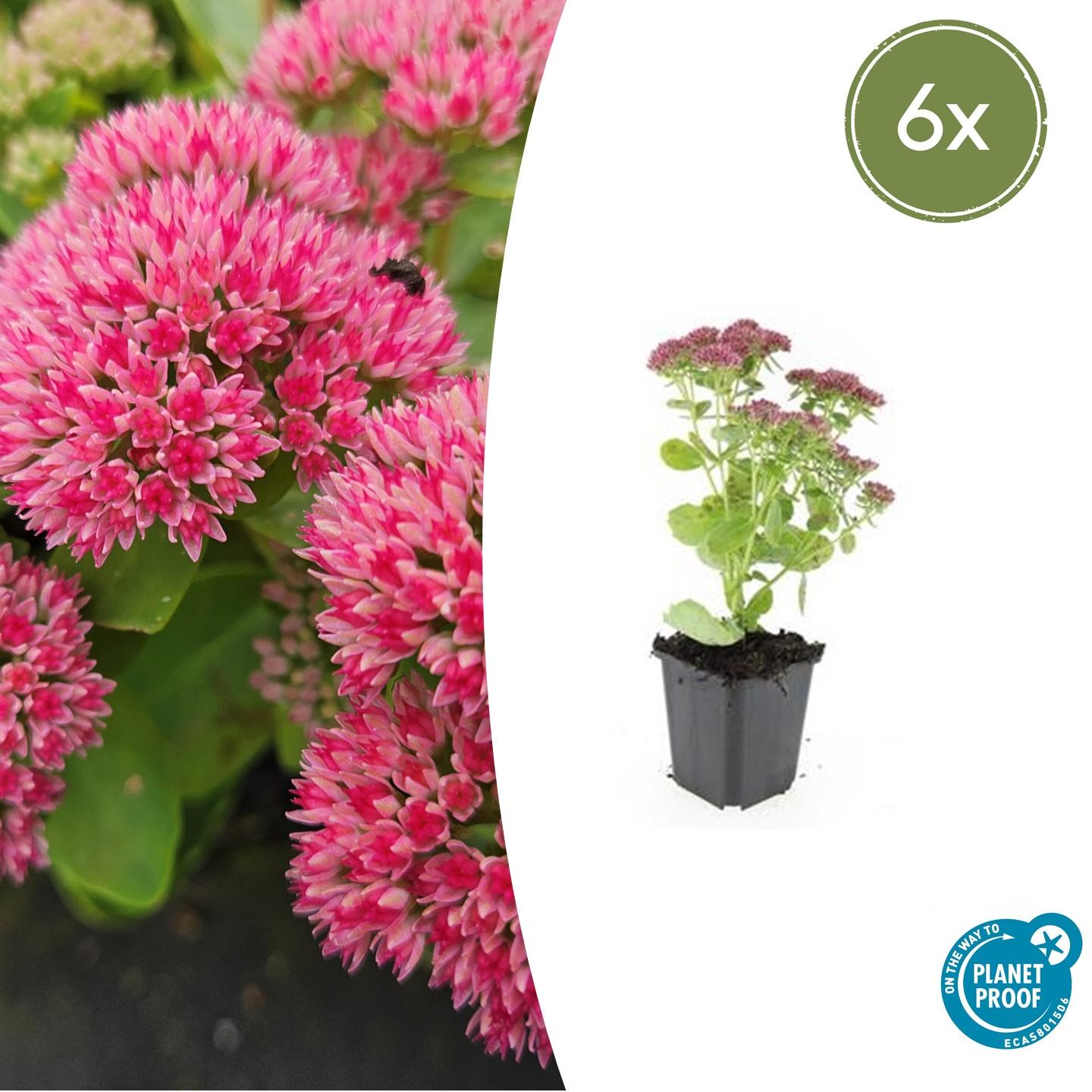 6x Sedum 'Herbstfreude' en pot Ø9cm  Hauteur 10cm. Plante verte type 6x Sedum 'Herbstfreude', livrée en pot, idéale pour intérieur lumineux.