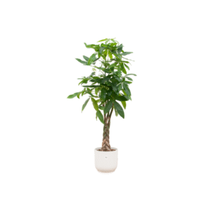 Combi deal en pot Ø30cm. Plante verte type Combi deal, livrée en pot, idéale pour intérieur lumineux.